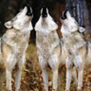 Meet your Posher, Hudson